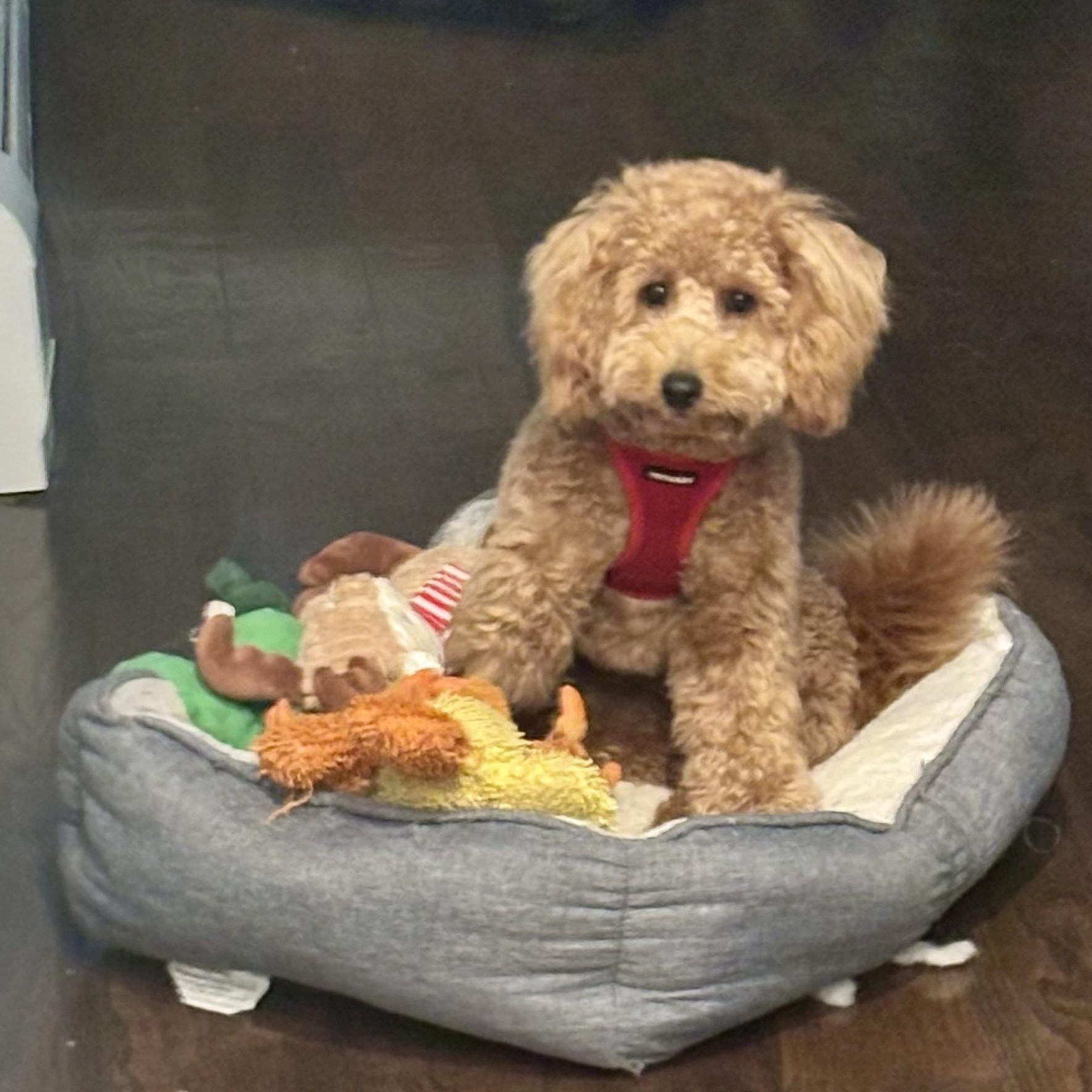 Enlarge GUCCI-CONNECTICUT, a Adoptable Labradoodle in Wilton, CT image 3/6