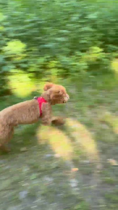 Enlarge GUCCI-CONNECTICUT, a Adoptable Labradoodle in Wilton, CT video 6/6