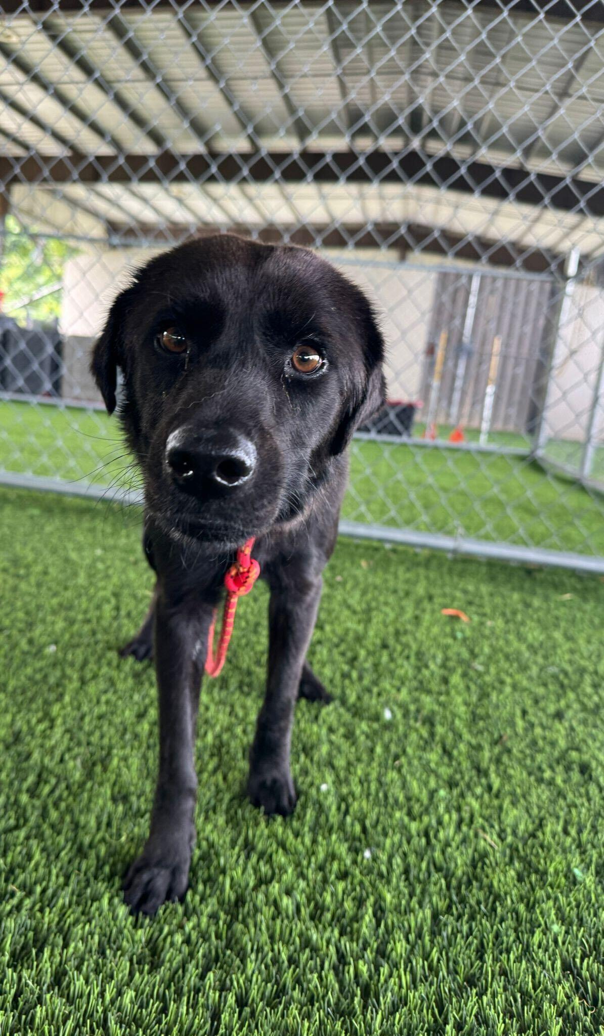 Enlarge Blacky, a ADOPTABLE mixed breed in Brooklyn, NY image 1/4