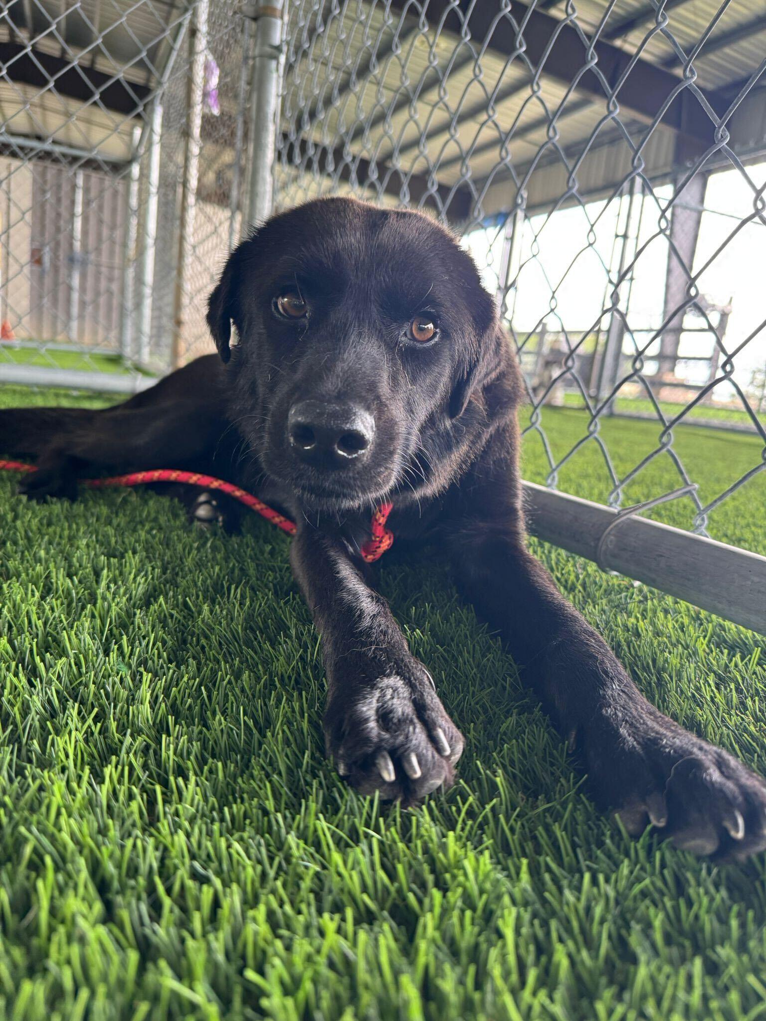 Enlarge Blacky, a ADOPTABLE mixed breed in Brooklyn, NY image 2/4