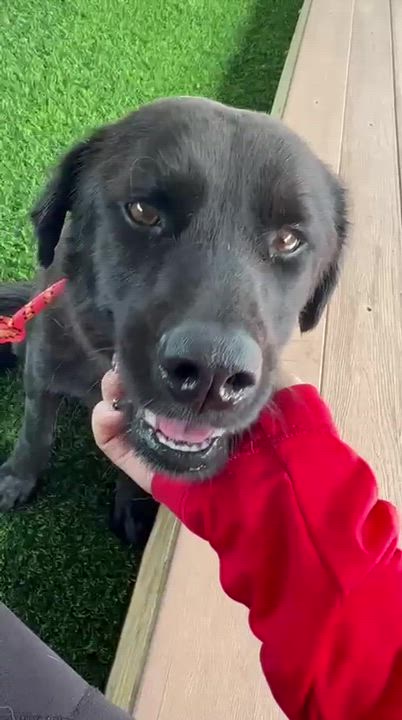 Enlarge Blacky, a ADOPTABLE mixed breed in Brooklyn, NY video 4/4