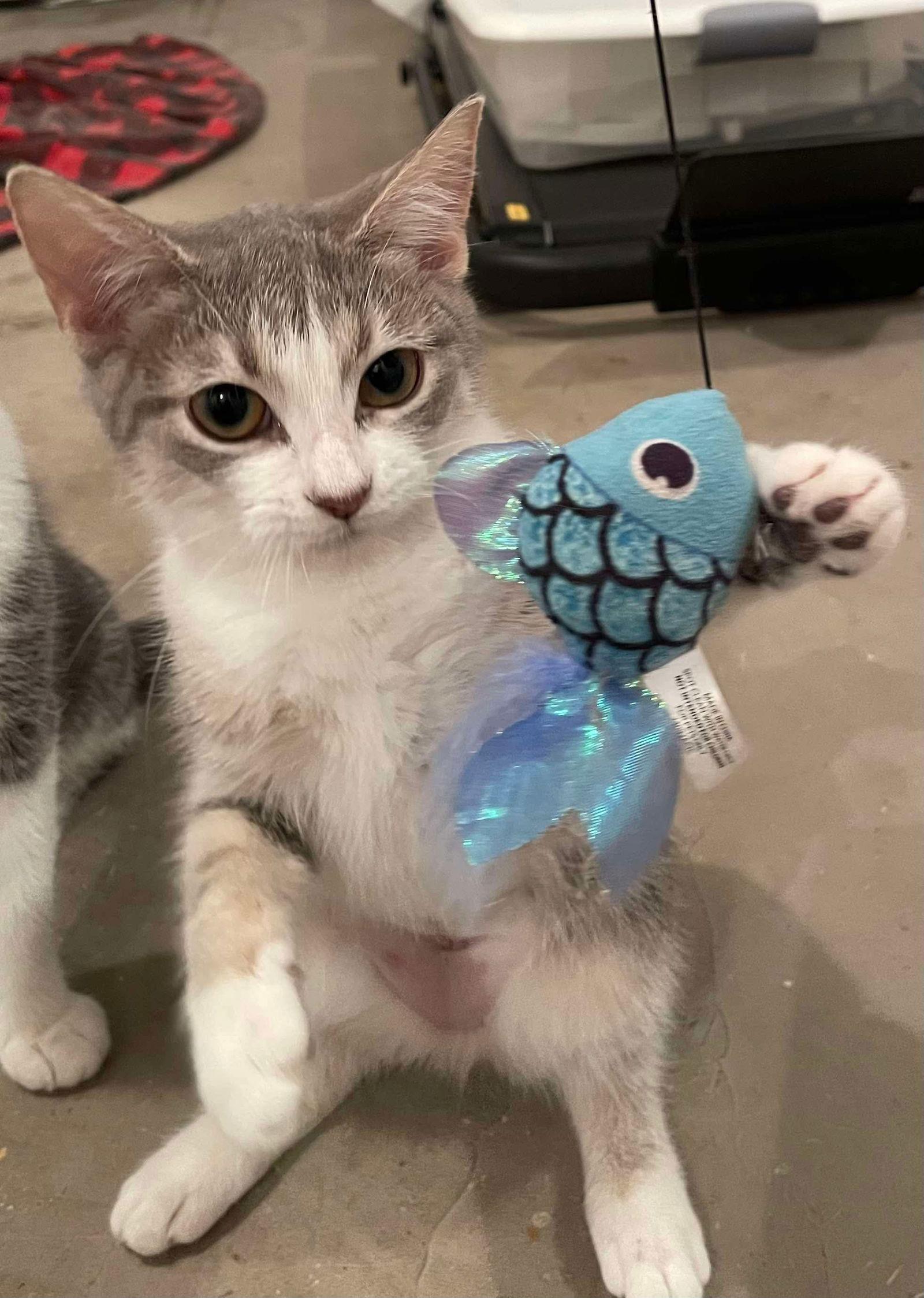 Juno, a Adoptable Domestic Short Hair in Oakboro , NC image 1/3