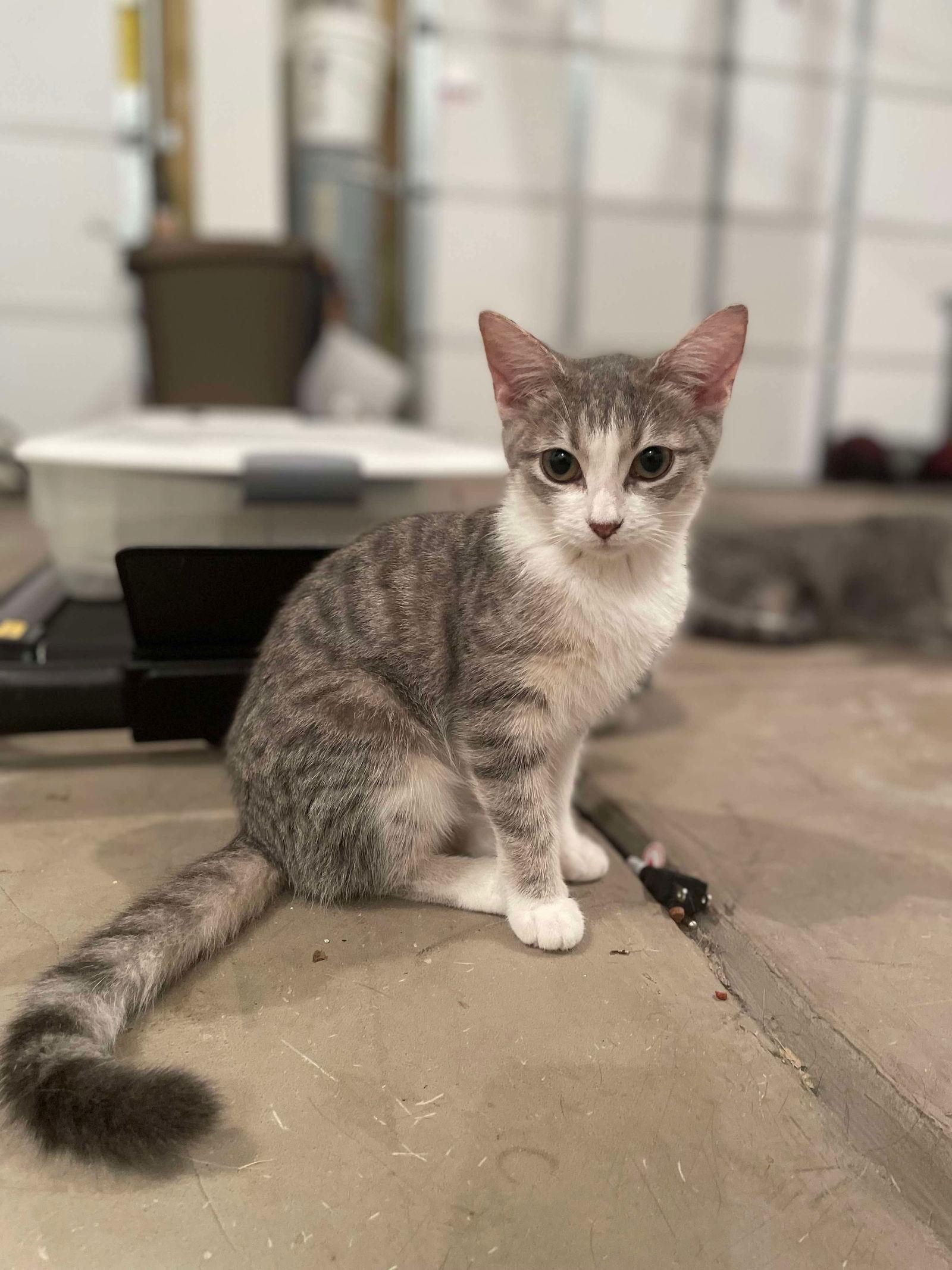 Juno, a Adoptable Domestic Short Hair in Oakboro , NC image 2/3