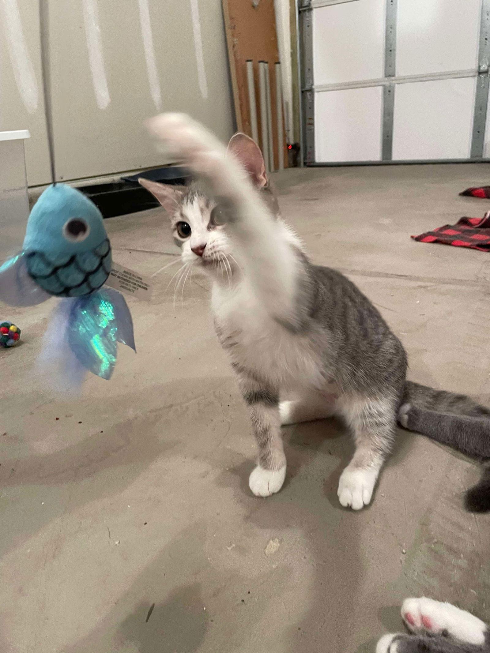 Juno, a Adoptable Domestic Short Hair in Oakboro , NC image 3/3