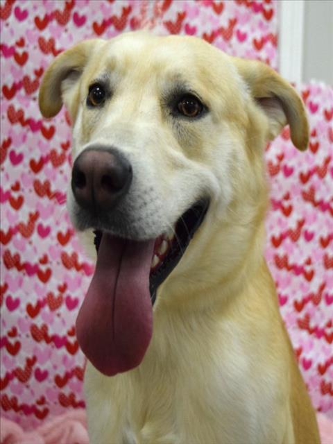 CHUCK, Adoptable, Young Male Labrador Retriever & Mixed Breed.