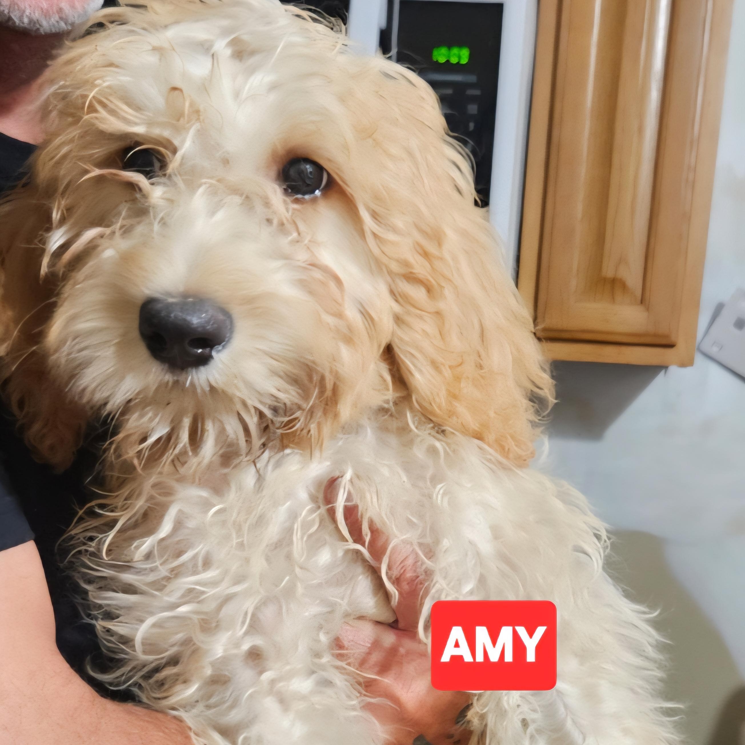 Amy, an adoptable Goldendoodle in phenix city, AL, 36867 | Photo Image 1