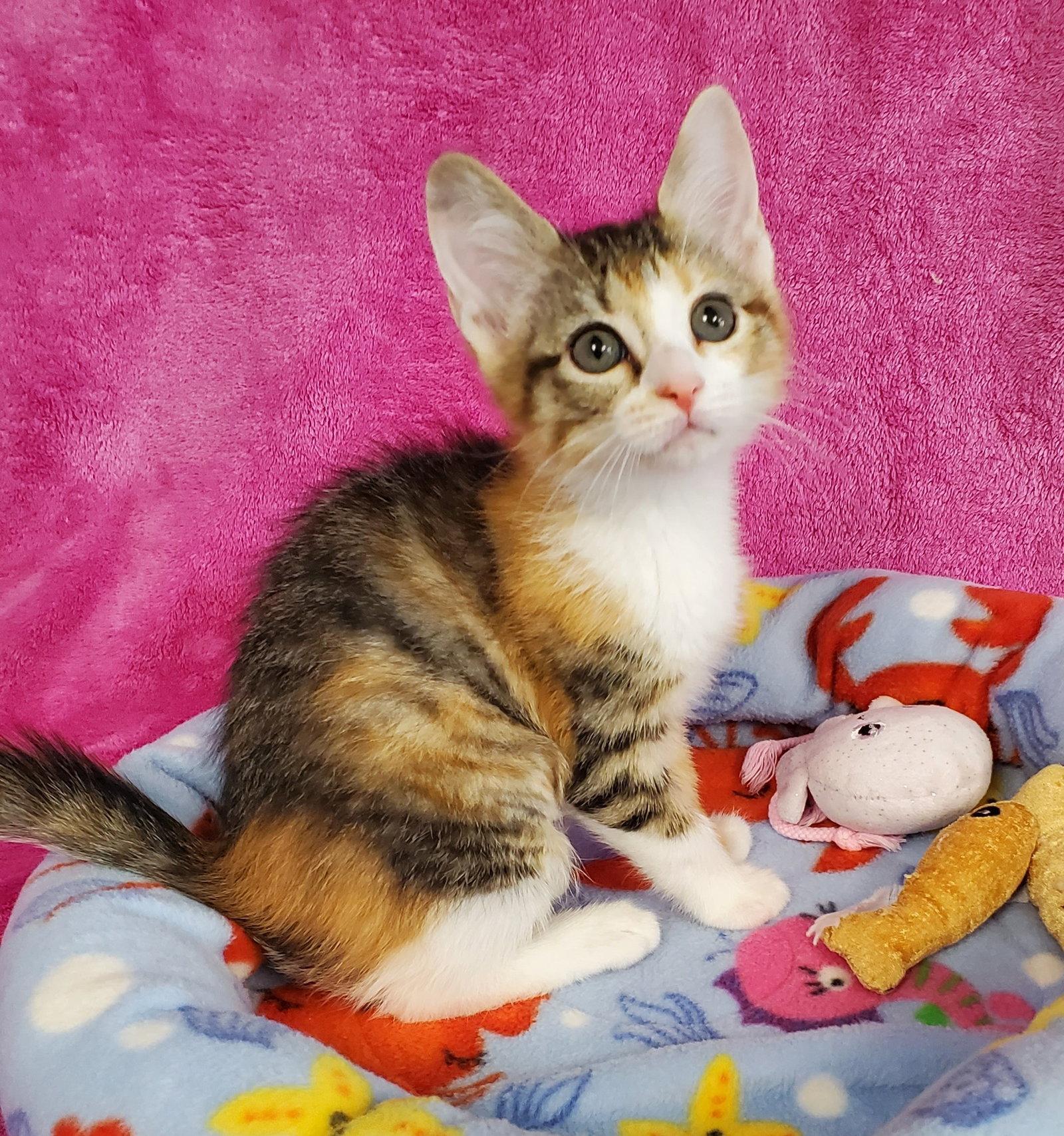 Enlarge Selene, a Adopted Domestic Medium Hair in Greenville, IL image 1/1