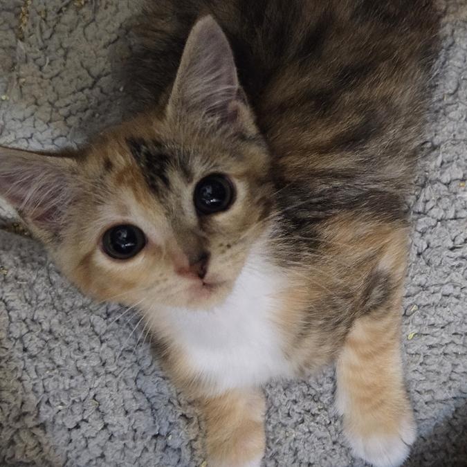 Enlarge Hook, a Adoptable mixed breed in Miami Beach, FL image 1/6