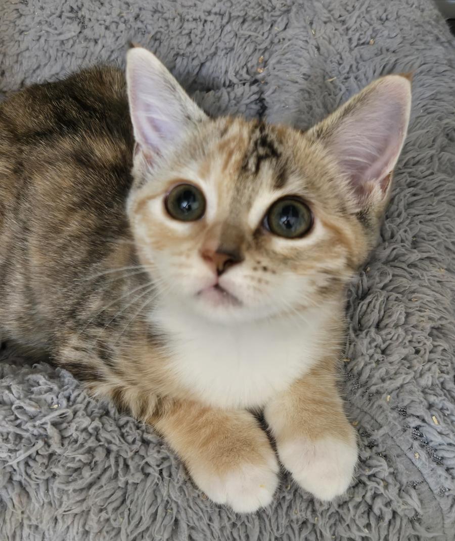 Enlarge Hook, a Adoptable mixed breed in Miami Beach, FL image 6/6