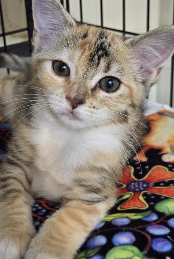 Enlarge Hook, a Adoptable mixed breed in Miami Beach, FL image 5/6