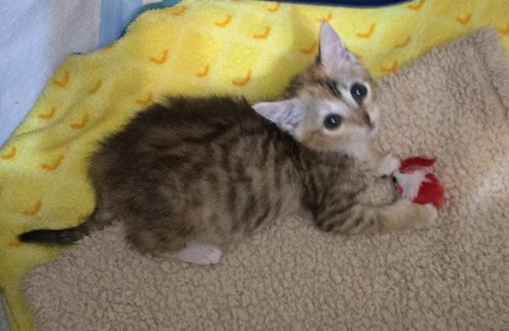 Enlarge Hook, a Adoptable mixed breed in Miami Beach, FL image 2/6