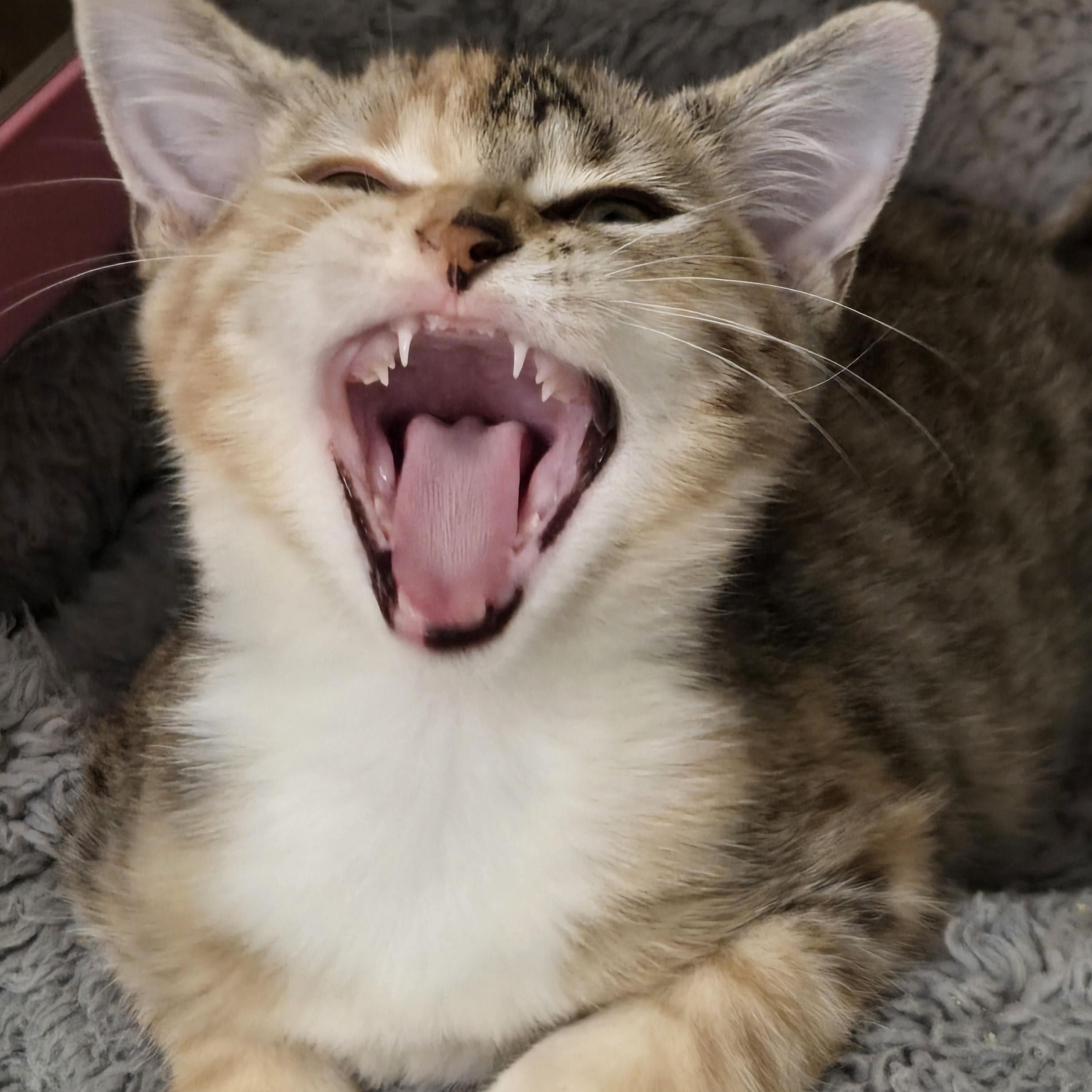 Enlarge Hook, a Adoptable mixed breed in Miami Beach, FL image 3/6