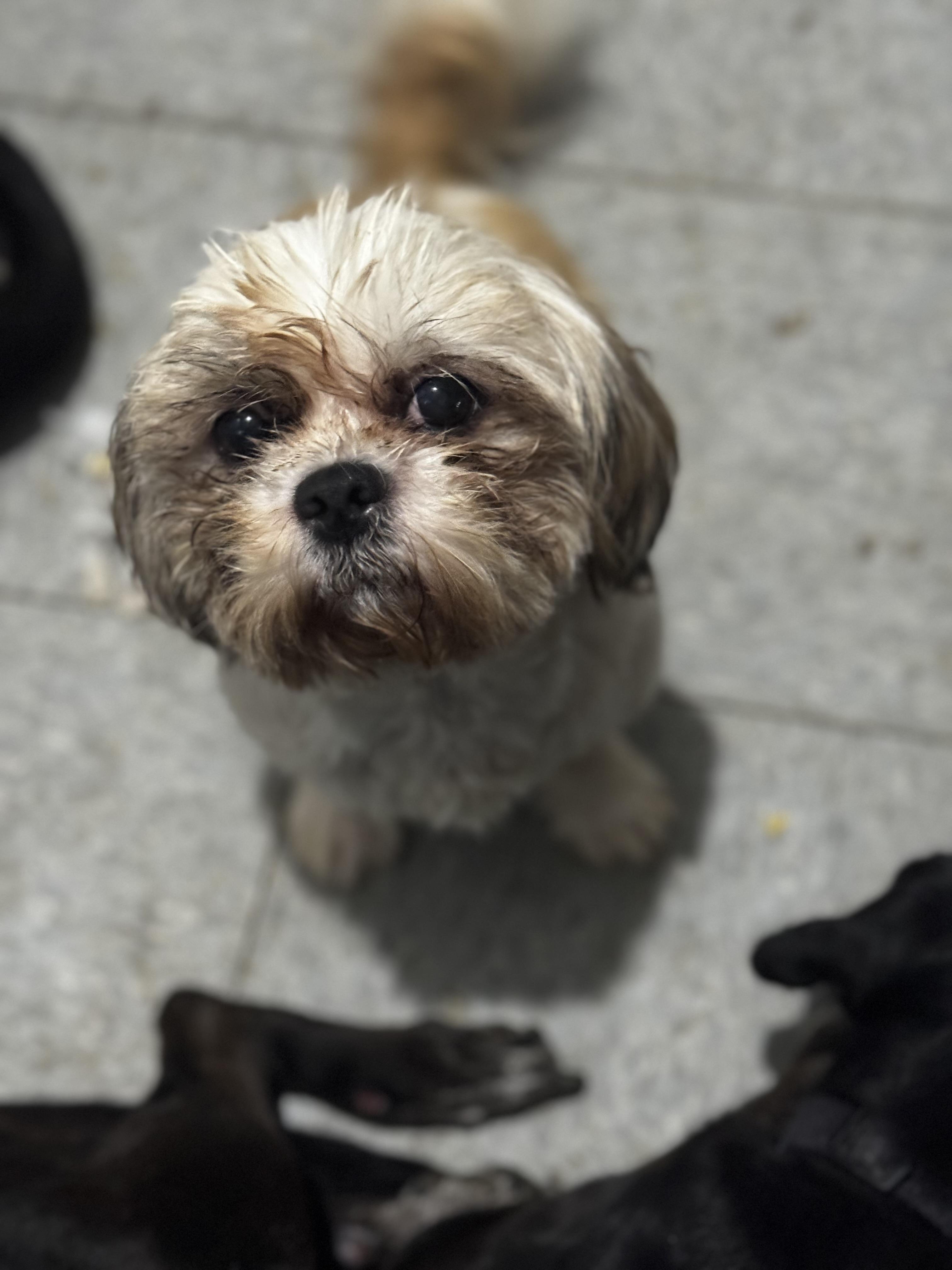 Enlarge Oacar, an adopted Shih Tzu in St Peters , MO image 1/2