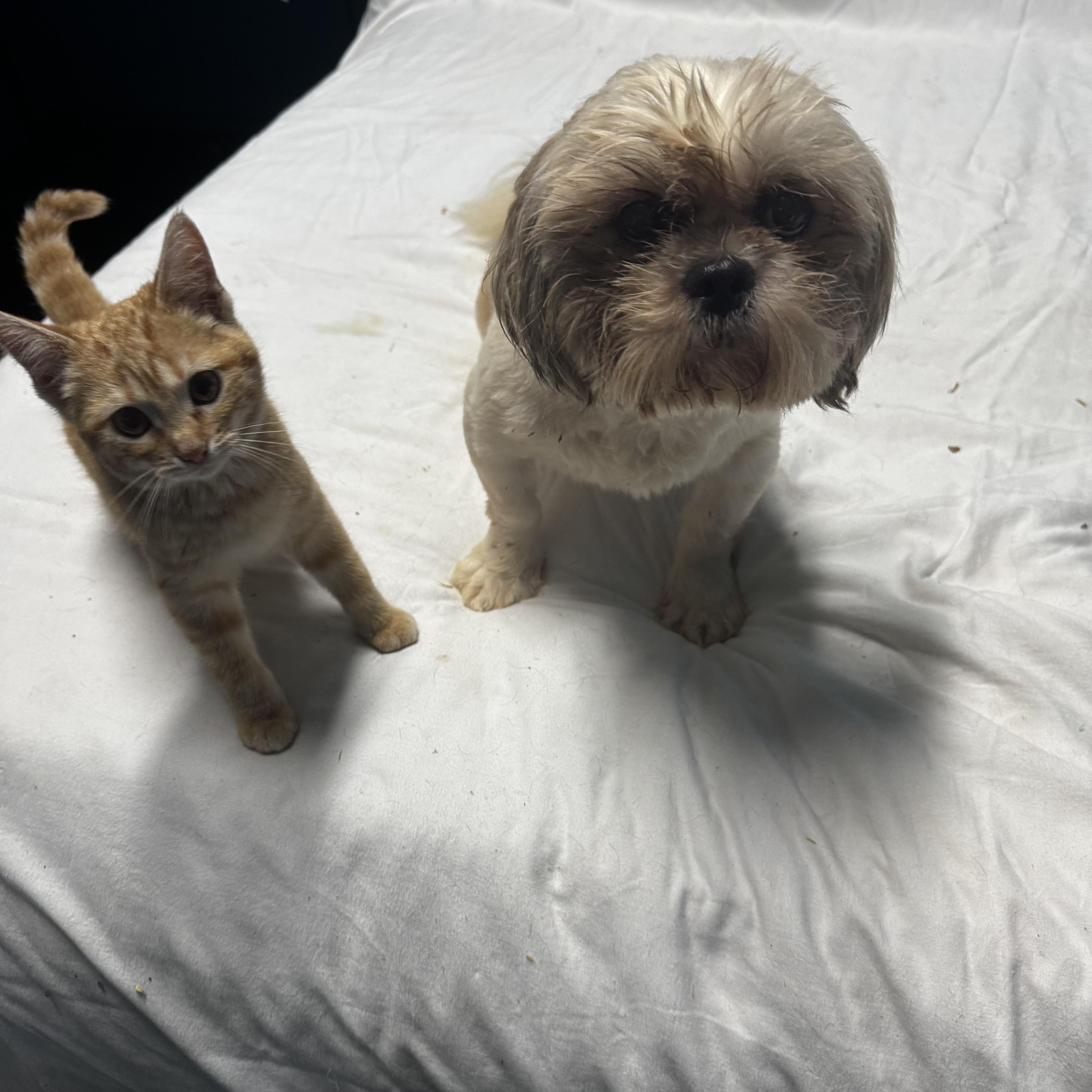 Enlarge Oacar, an adopted Shih Tzu in St Peters , MO image 2/2