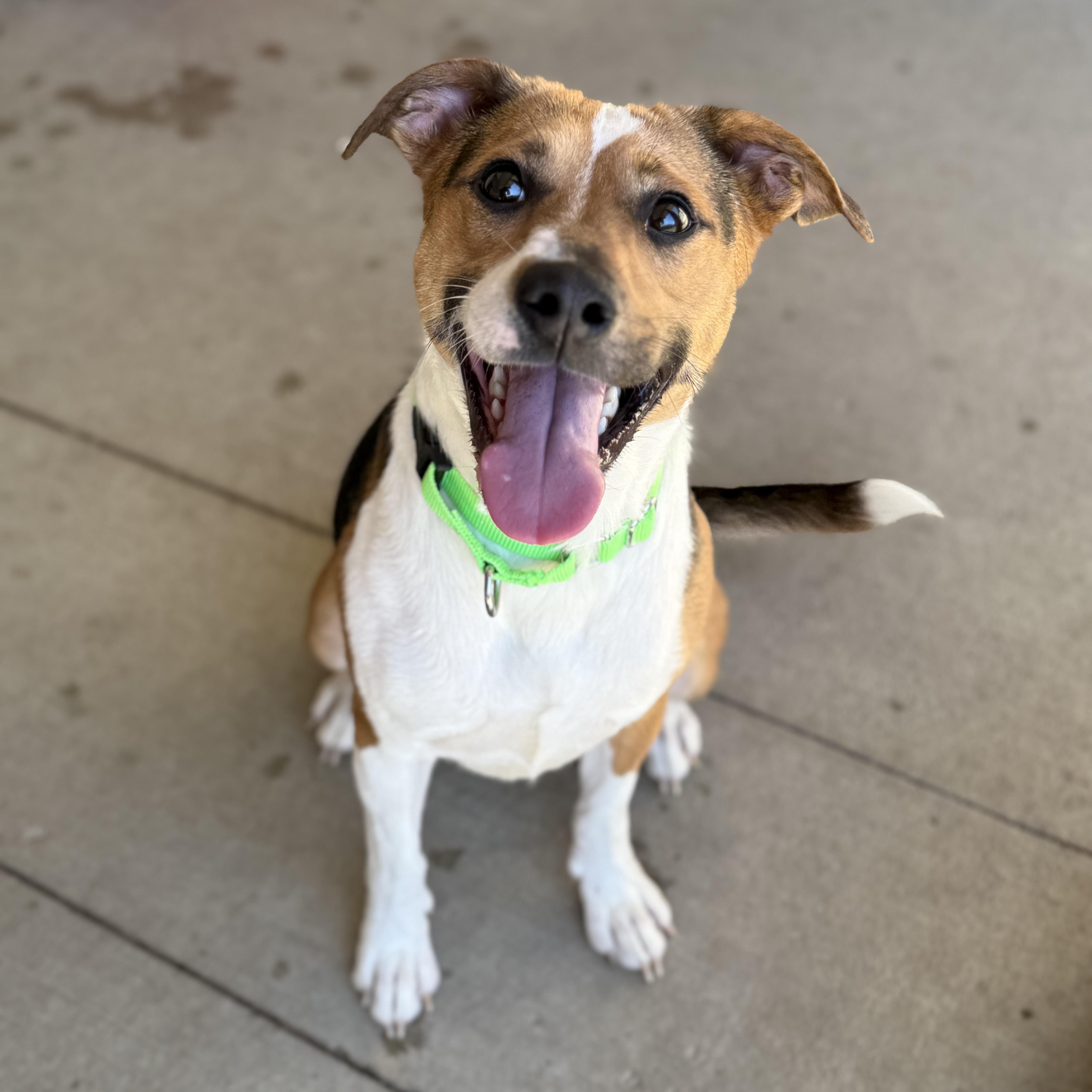 Izzy, a Adoptable mixed breed in Monroe, OH image 3/6