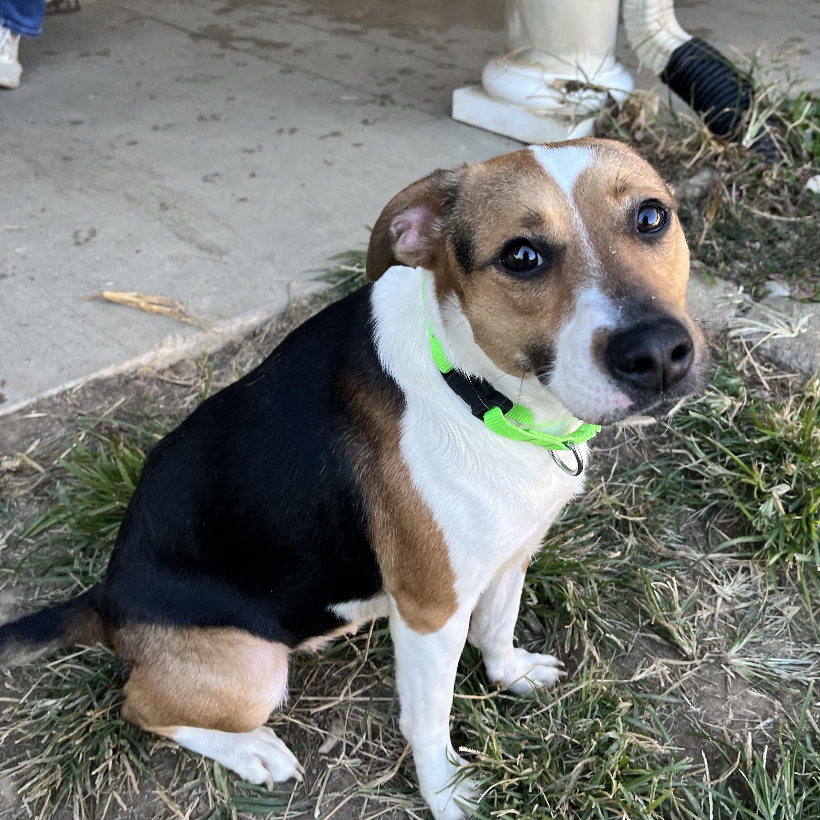 Izzy, a Adoptable mixed breed in Monroe, OH image 5/6