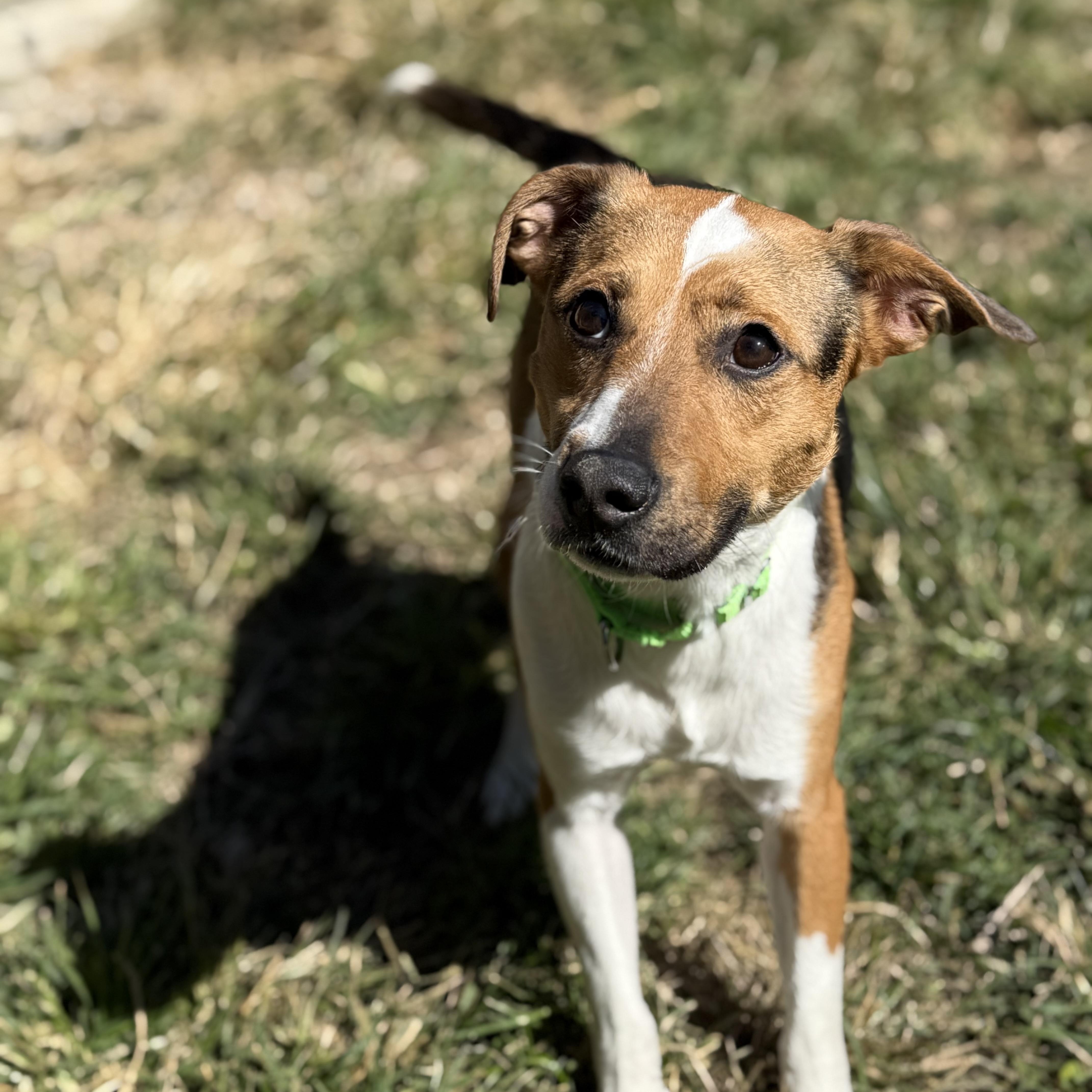 Izzy, a Adoptable mixed breed in Monroe, OH image 2/6