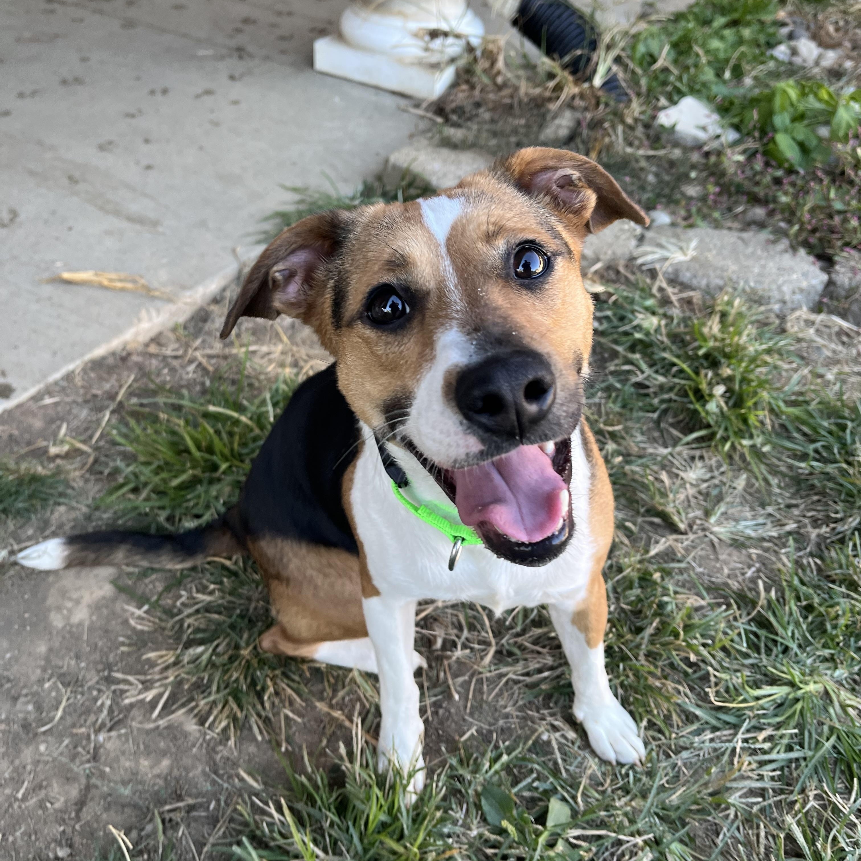 Izzy, a Adoptable mixed breed in Monroe, OH image 1/6