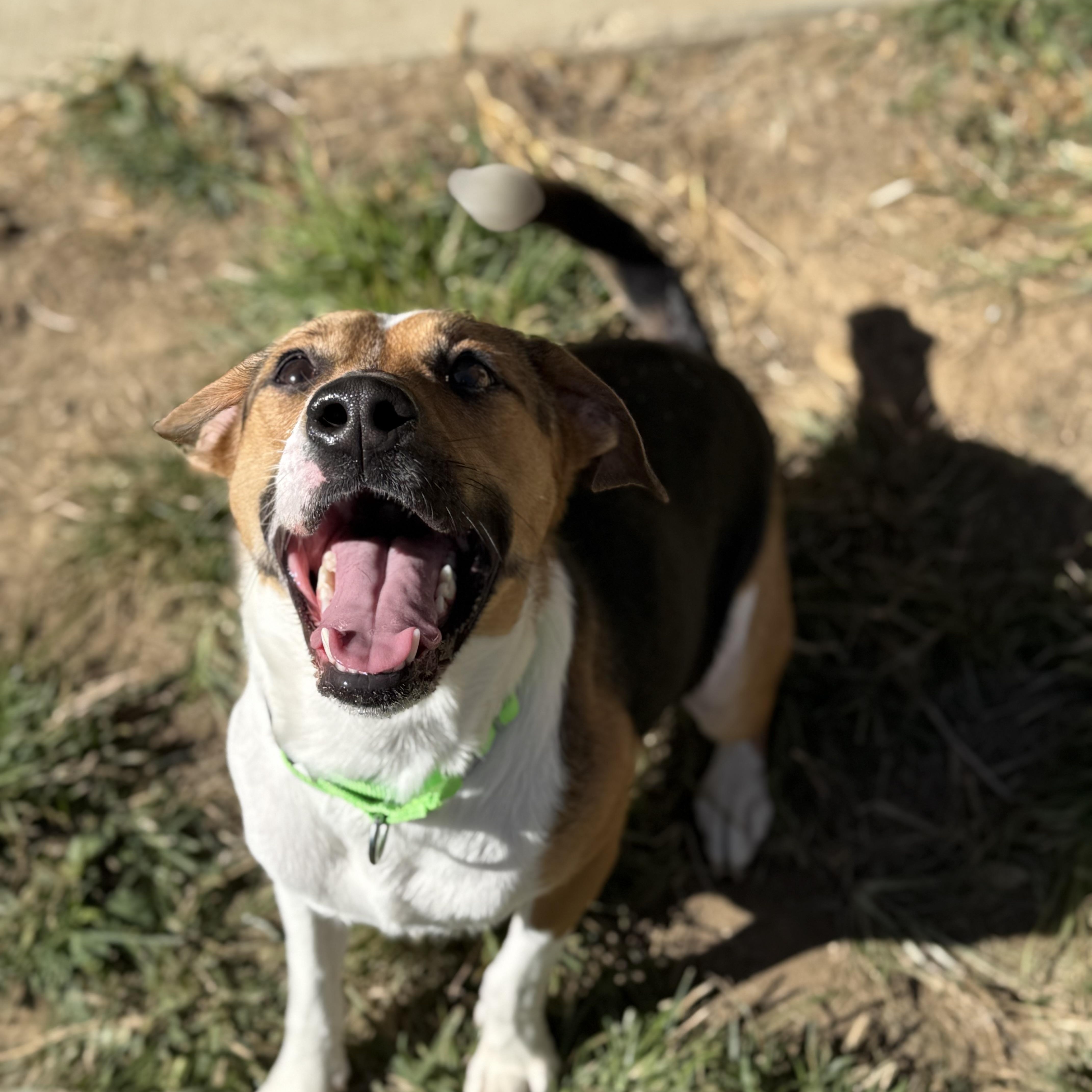 Izzy, a Adoptable mixed breed in Monroe, OH image 4/6