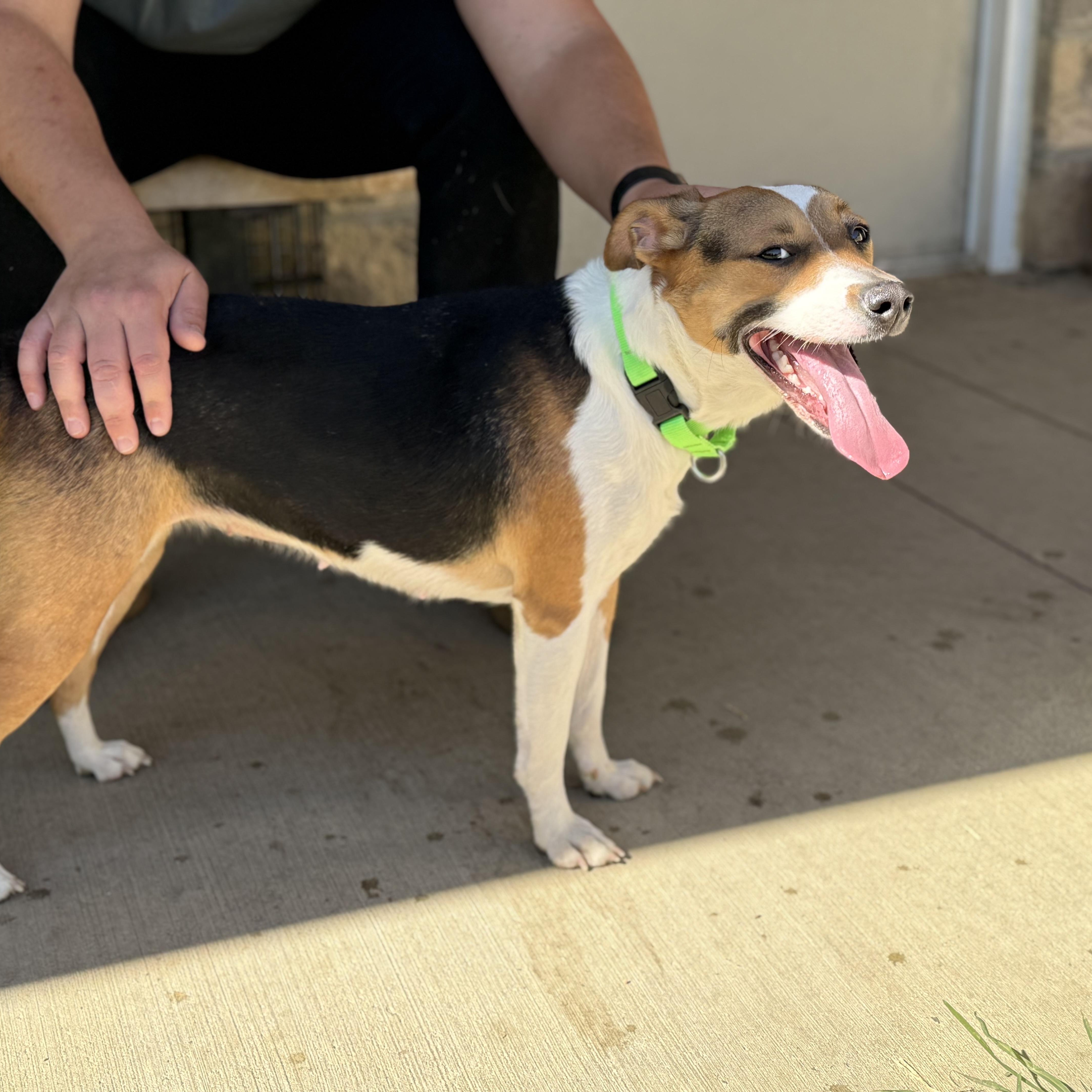 Izzy, a Adoptable mixed breed in Monroe, OH image 6/6