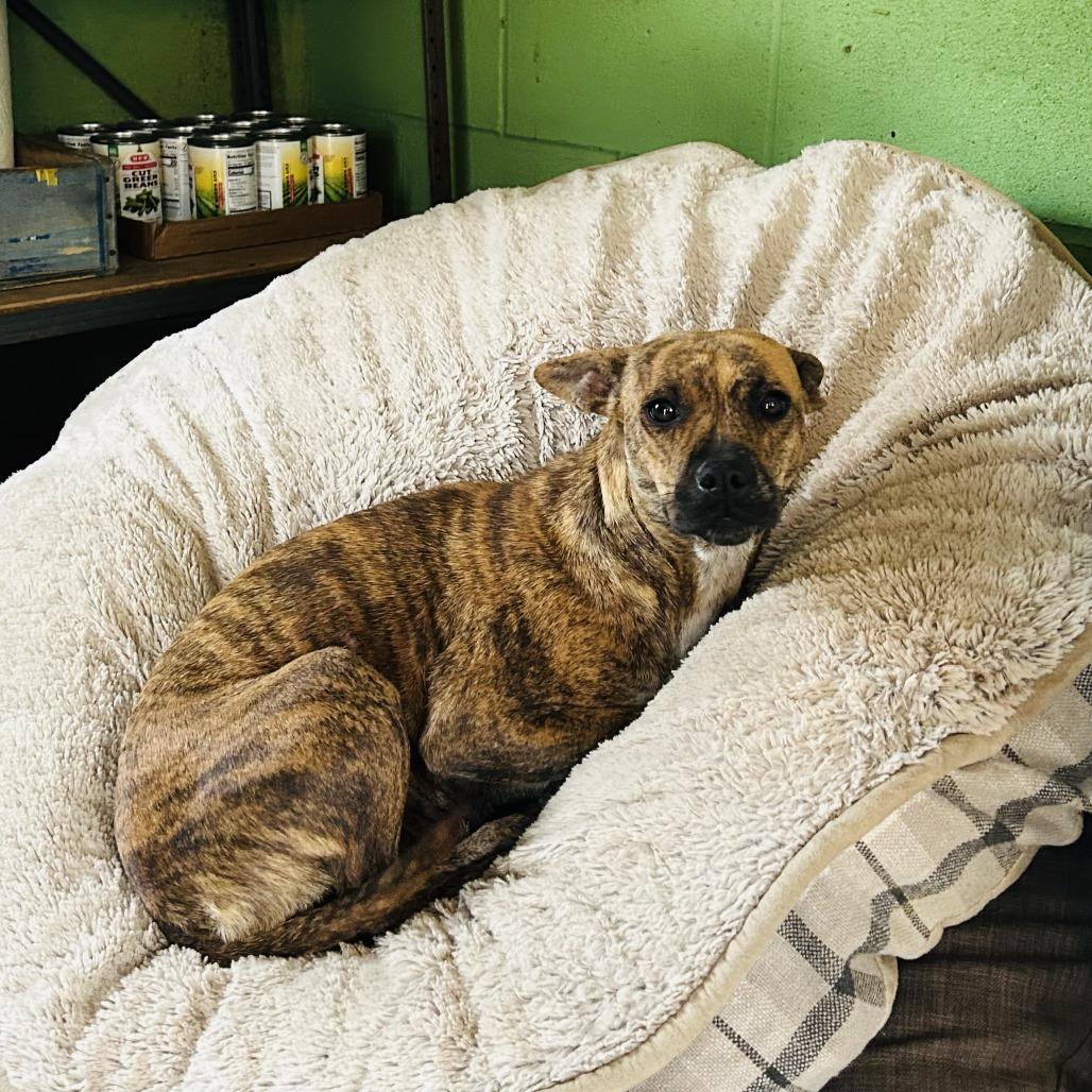 Macy, a Adoptable mixed breed in San Antonio, TX image 1/6