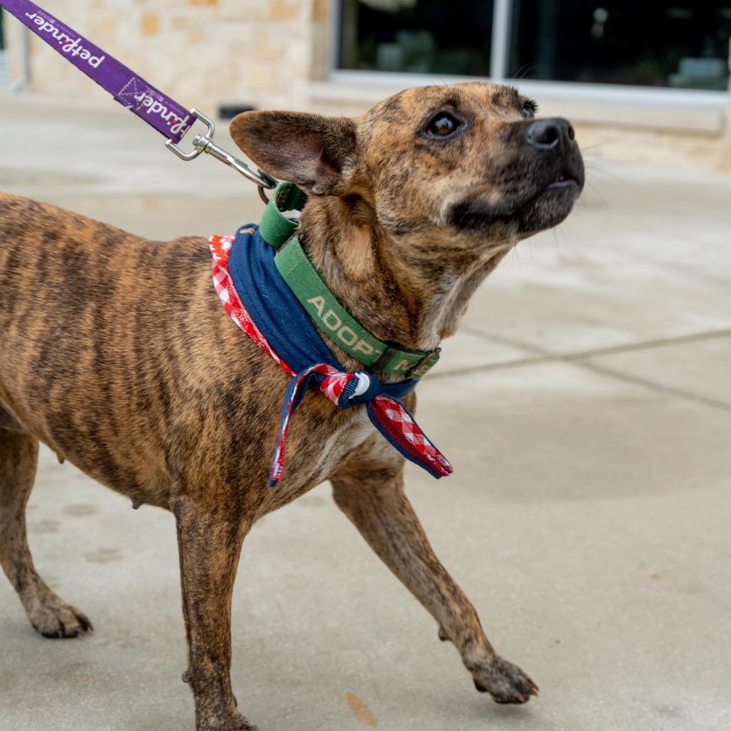 Macy, a Adoptable mixed breed in San Antonio, TX image 2/6