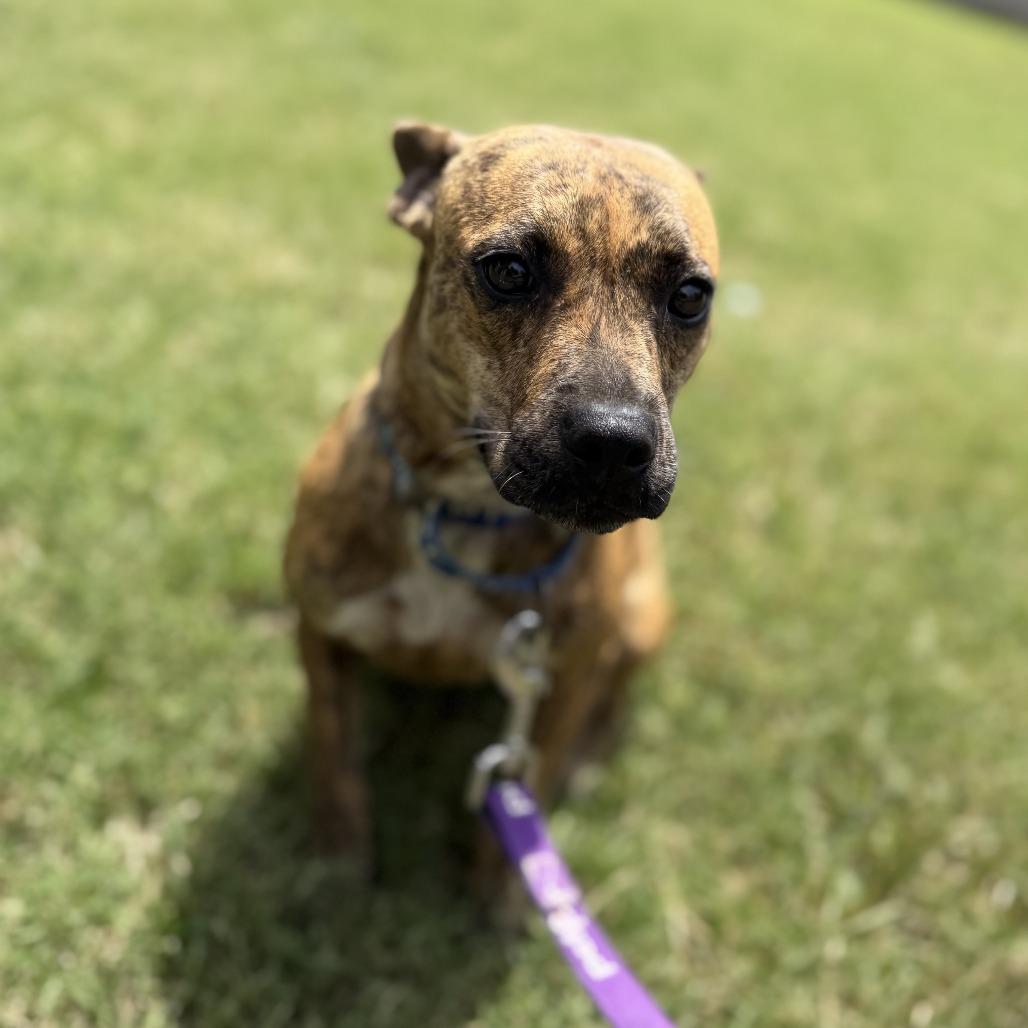 Macy, a Adoptable mixed breed in San Antonio, TX image 3/6