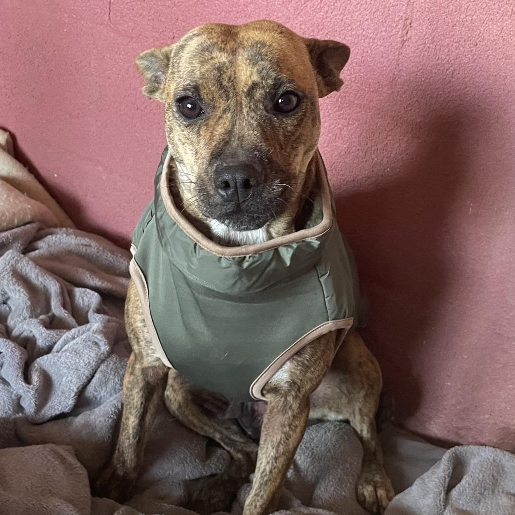 Macy, a Adoptable mixed breed in San Antonio, TX image 4/6