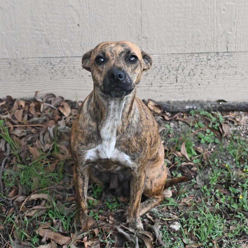 Macy, a Adoptable mixed breed in San Antonio, TX image 5/6