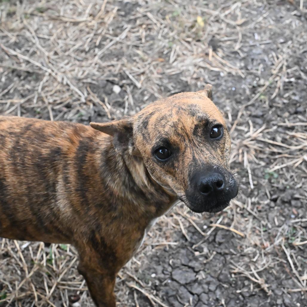 Macy, a Adoptable mixed breed in San Antonio, TX image 6/6