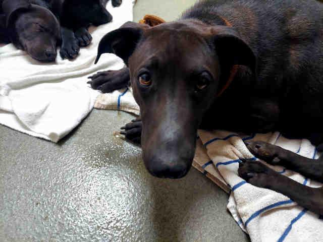 A1946593, Adoptable, Young Female Pit Bull Terrier.