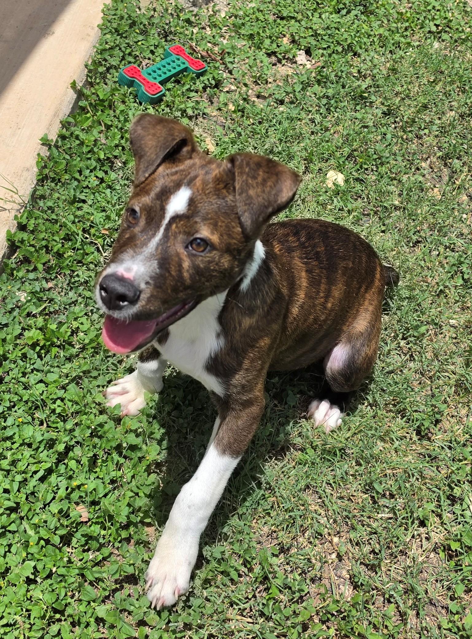 Cash, ADOPTABLE, Young Male Terrier.