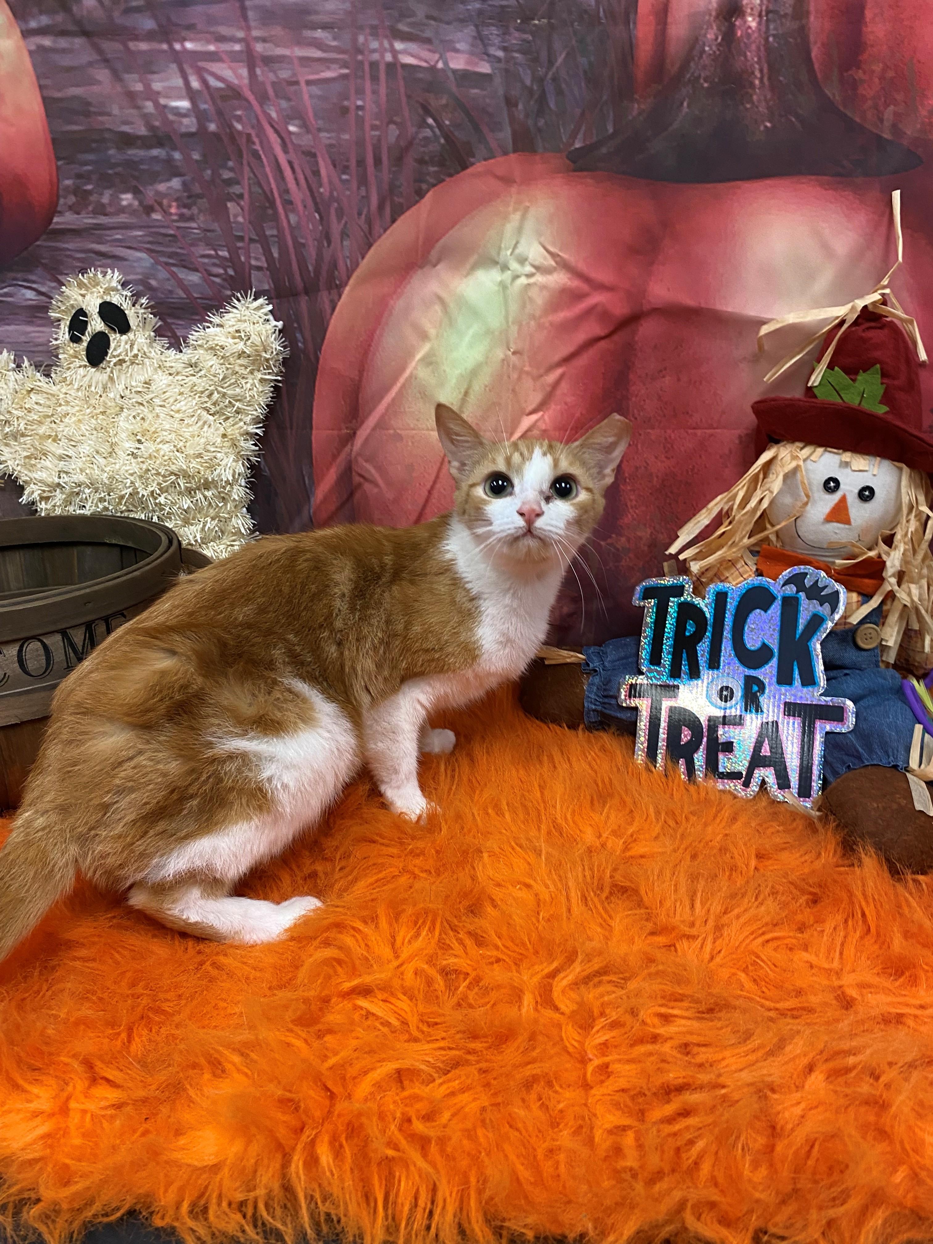 Leons Girl 59283738, Adoptable, Young Female Domestic Short Hair.