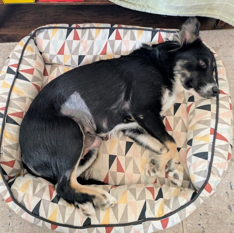 Kelly, Adoptable, Adult Female Australian Shepherd & Mixed Breed.