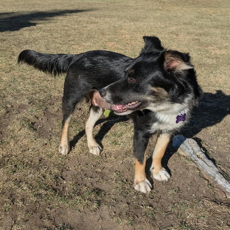 Kelly, a Adoptable mixed breed in Fort Collins, CO image 2/6