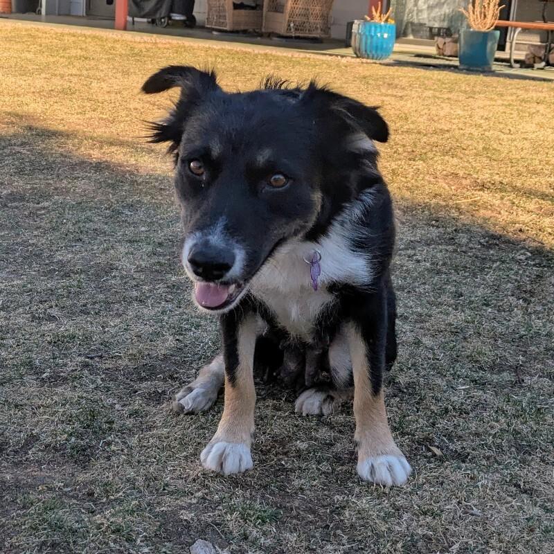 Kelly, a Adoptable mixed breed in Fort Collins, CO image 5/6