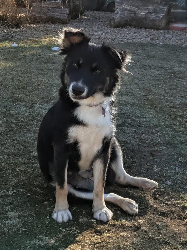 Kelly, a Adoptable mixed breed in Fort Collins, CO image 6/6