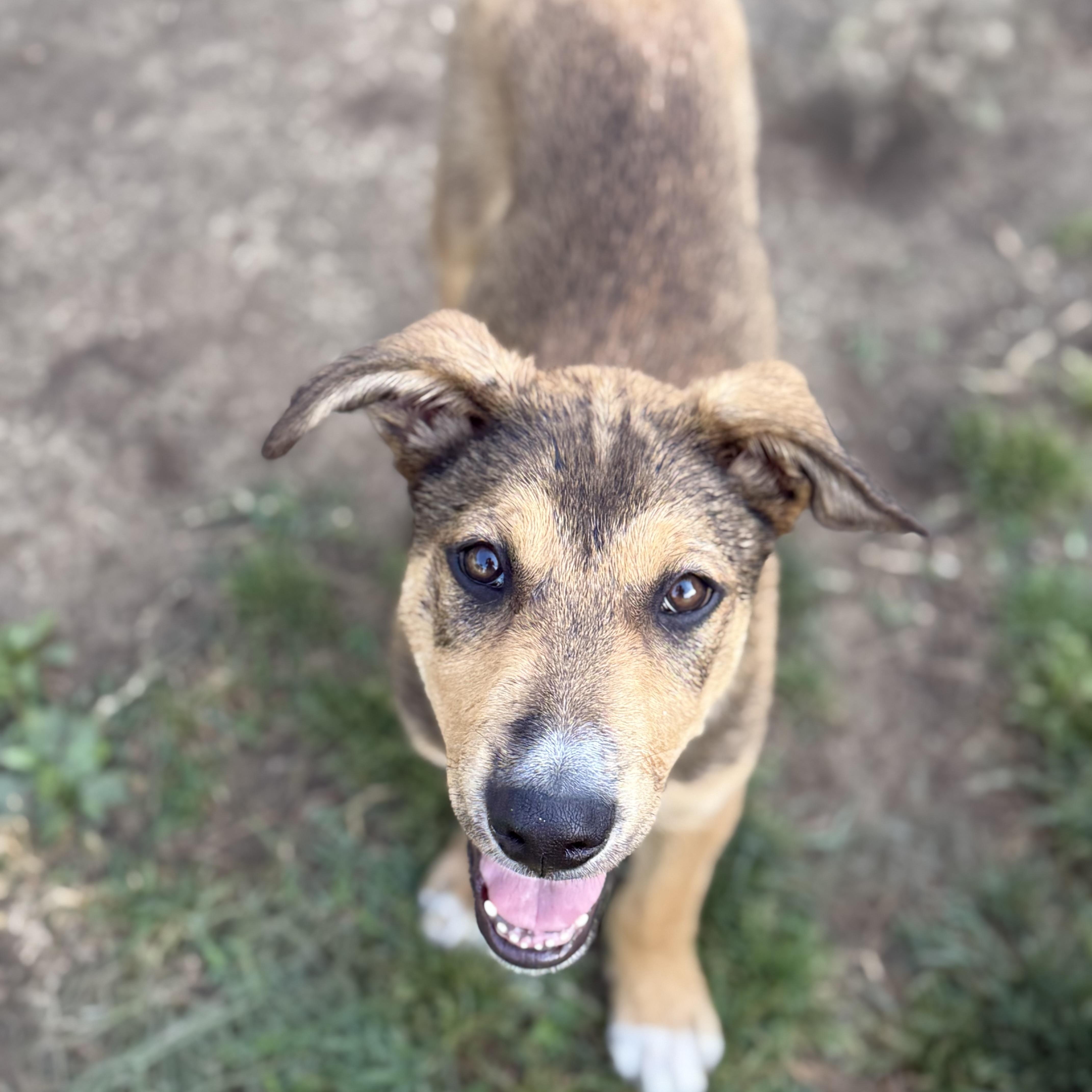 Enlarge Clark, a Adoptable mixed breed in Glenolden, PA image 5/6