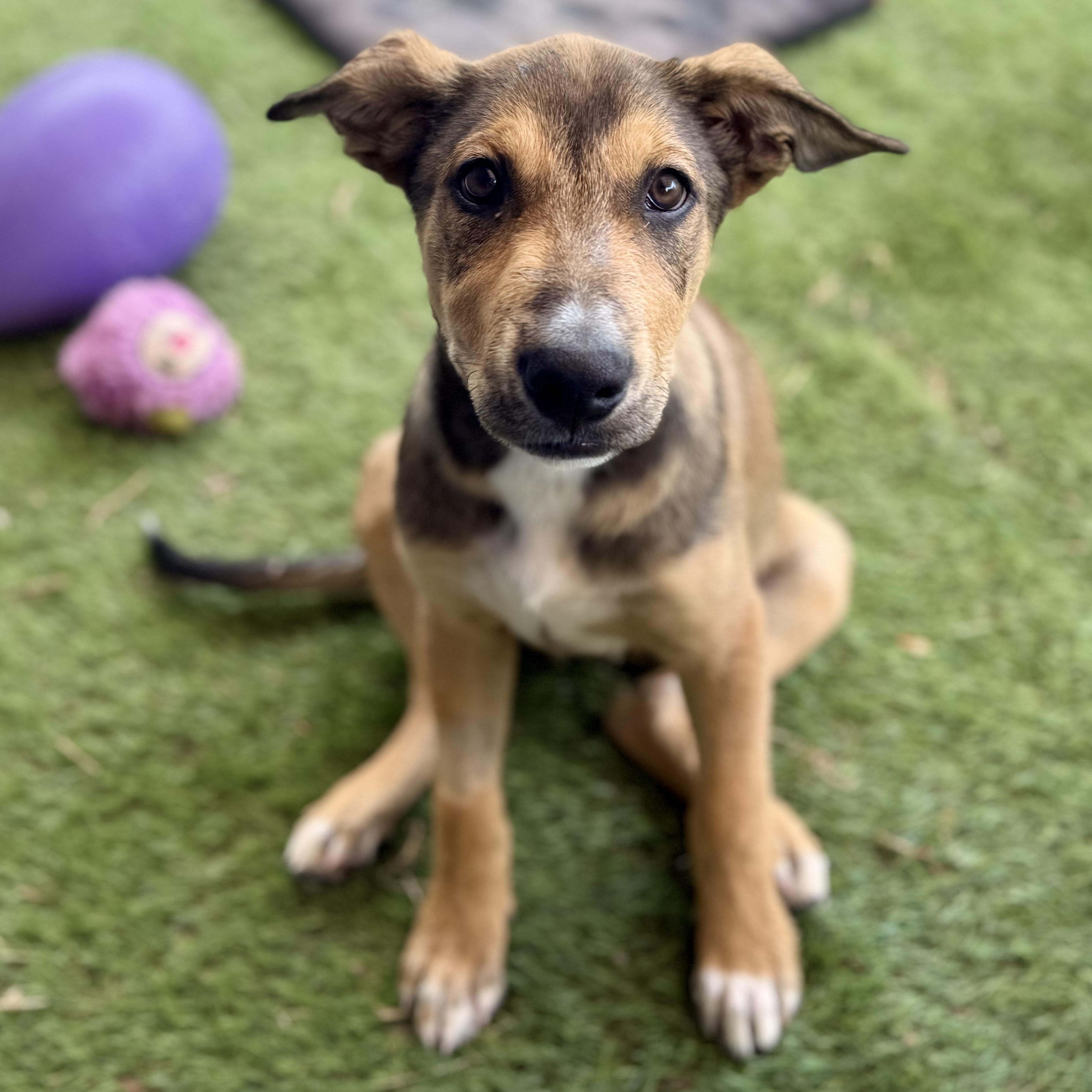 Enlarge Clark, a Adoptable mixed breed in Glenolden, PA image 1/6