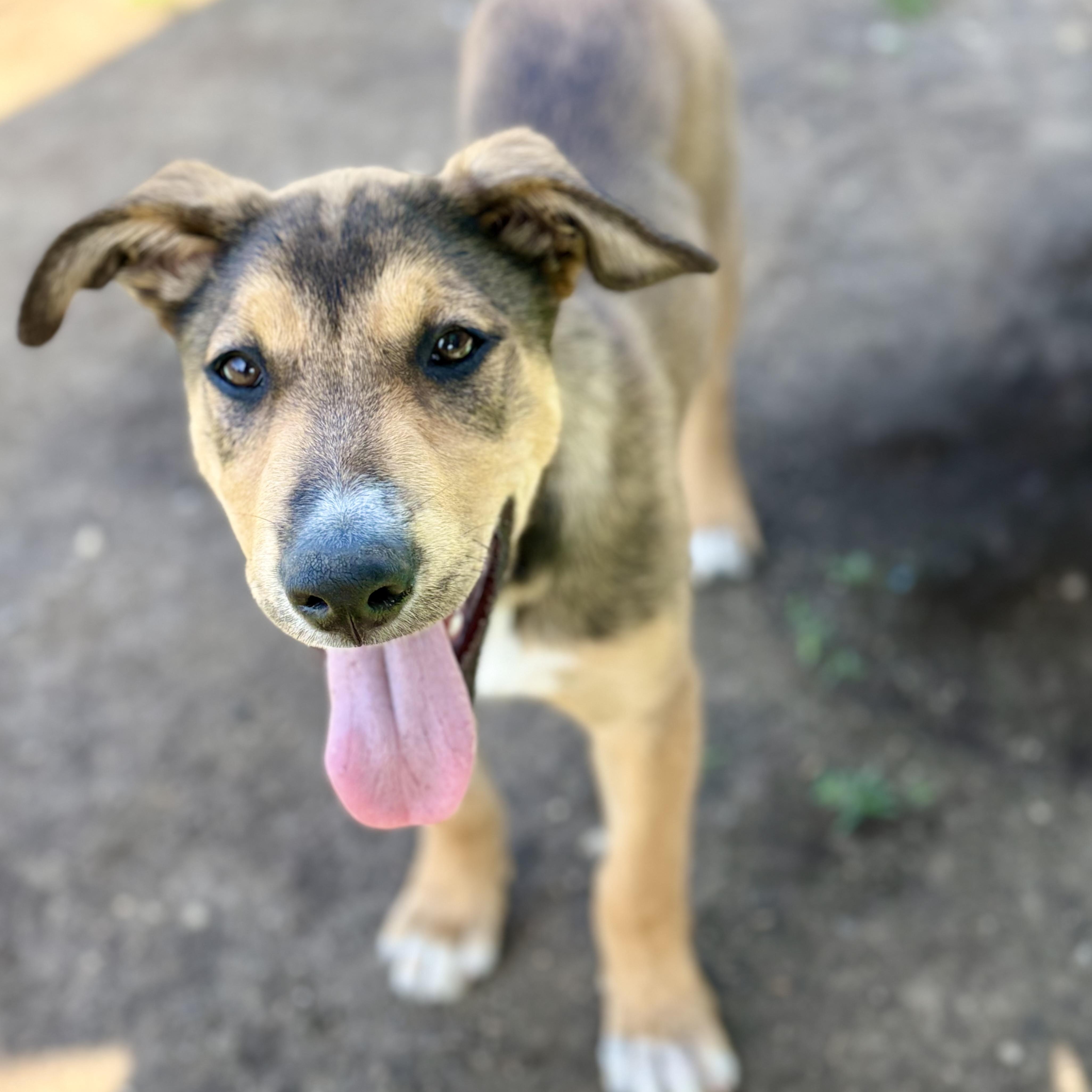 Enlarge Clark, a Adoptable mixed breed in Glenolden, PA image 3/6