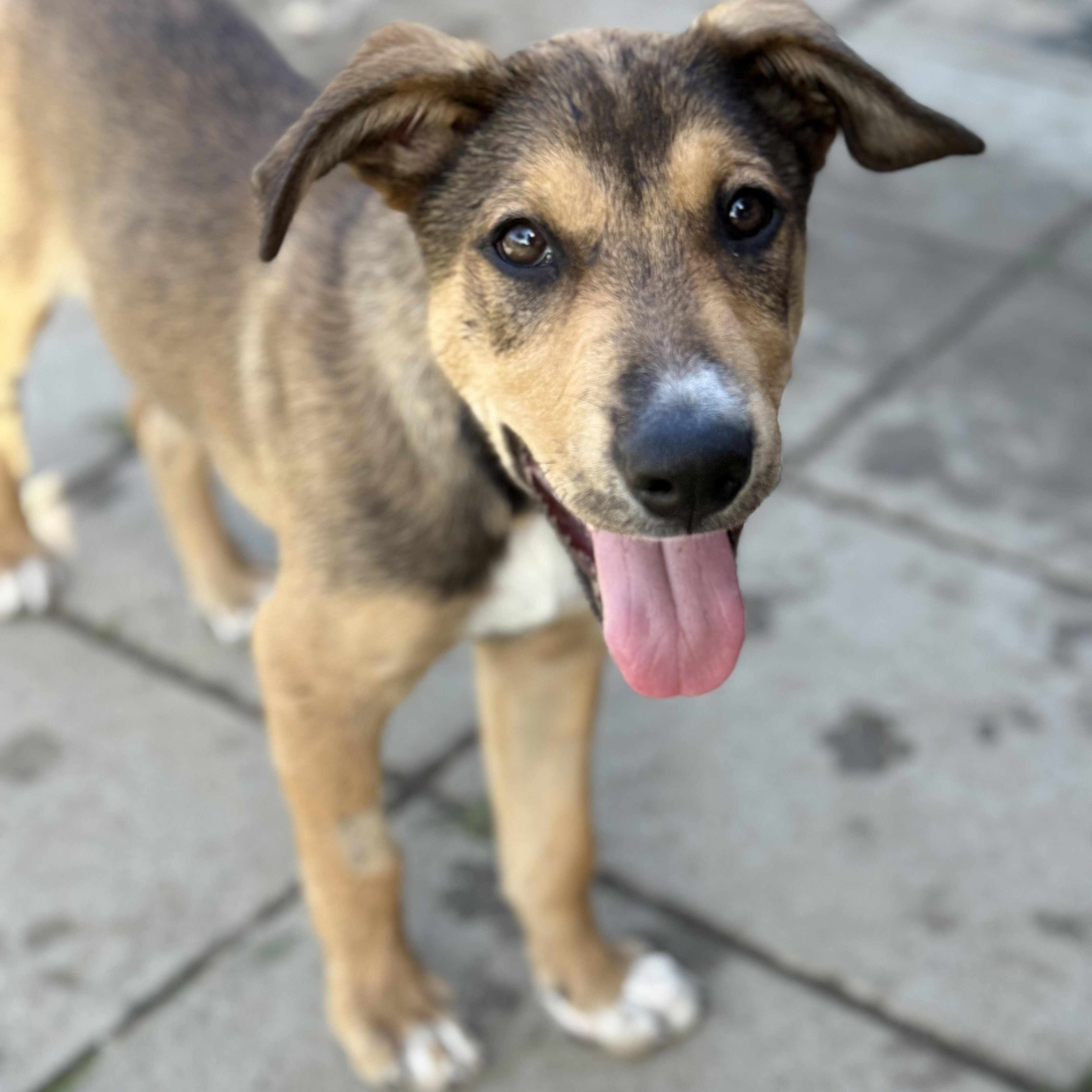 Enlarge Clark, a Adoptable mixed breed in Glenolden, PA image 4/6