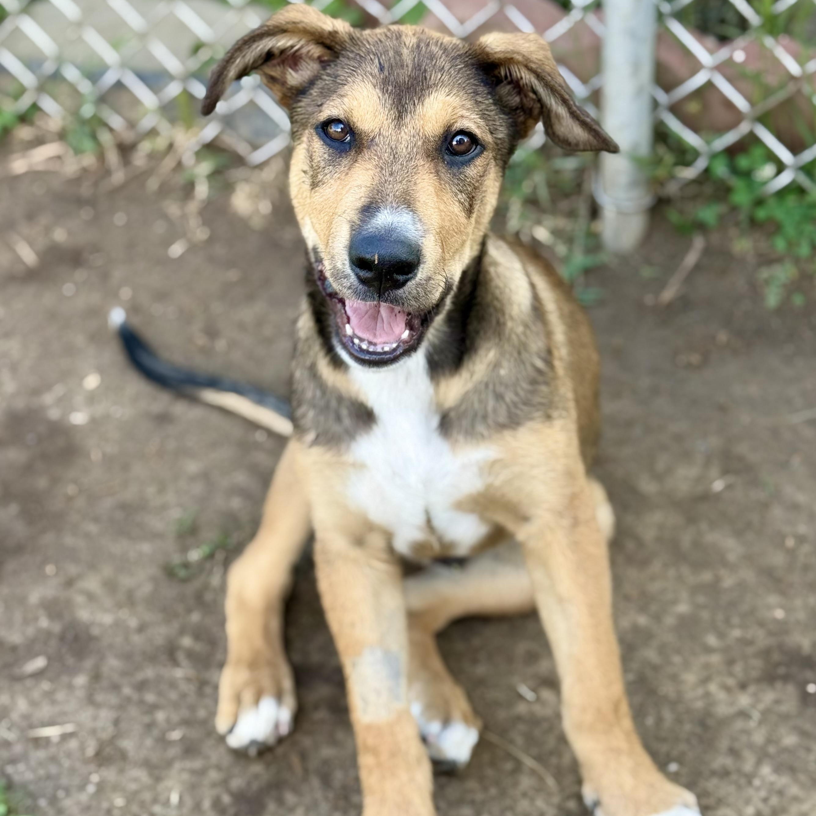 Enlarge Clark, a Adoptable mixed breed in Glenolden, PA image 2/6