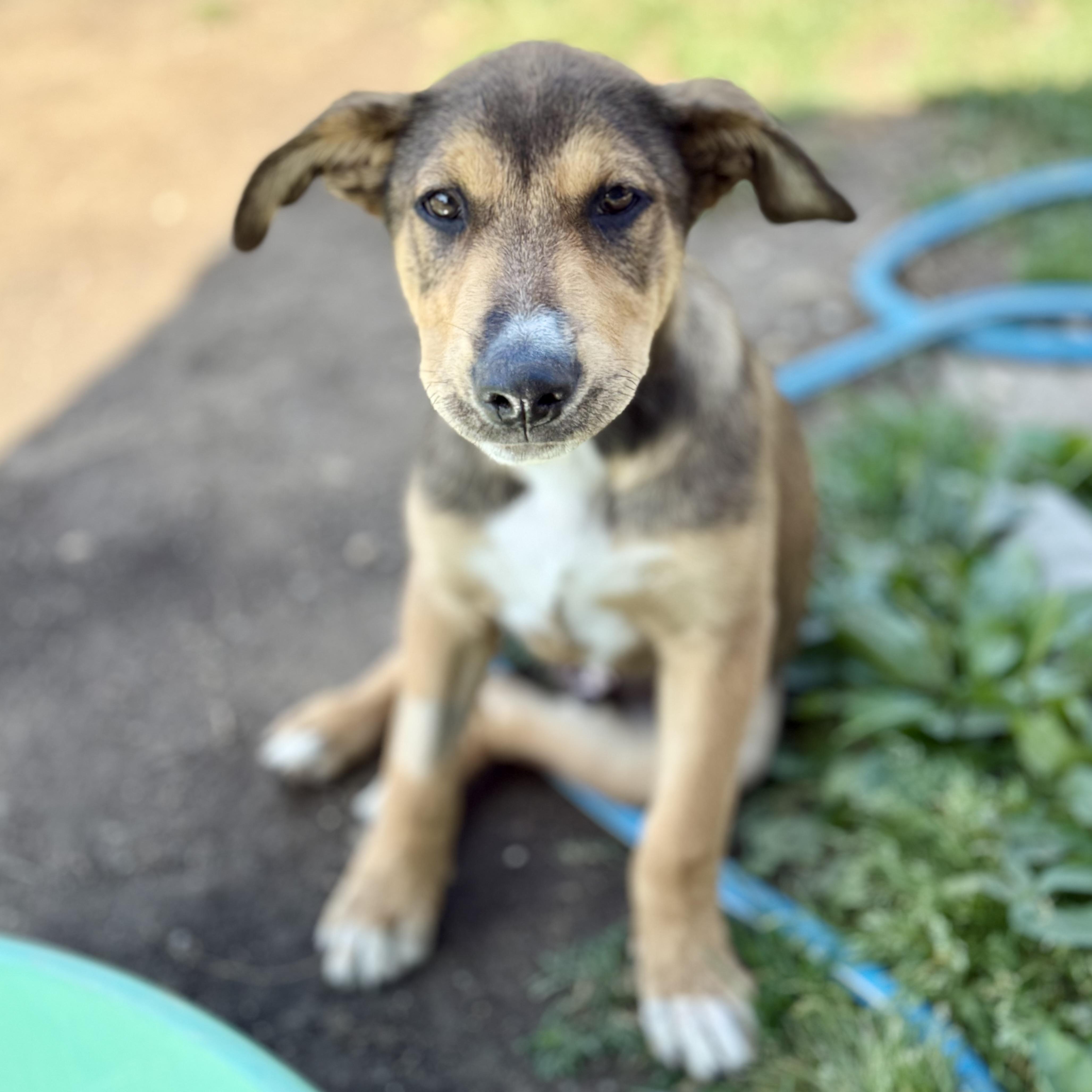 Enlarge Clark, a Adoptable mixed breed in Glenolden, PA image 6/6