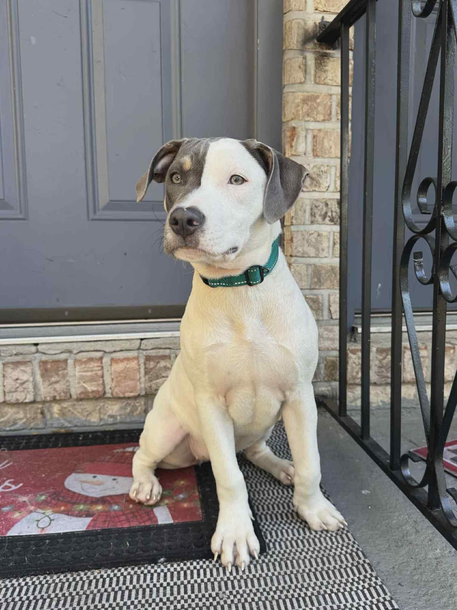 Fruity Pebbles, a Adoptable mixed breed in Levittown, NY image 3/3