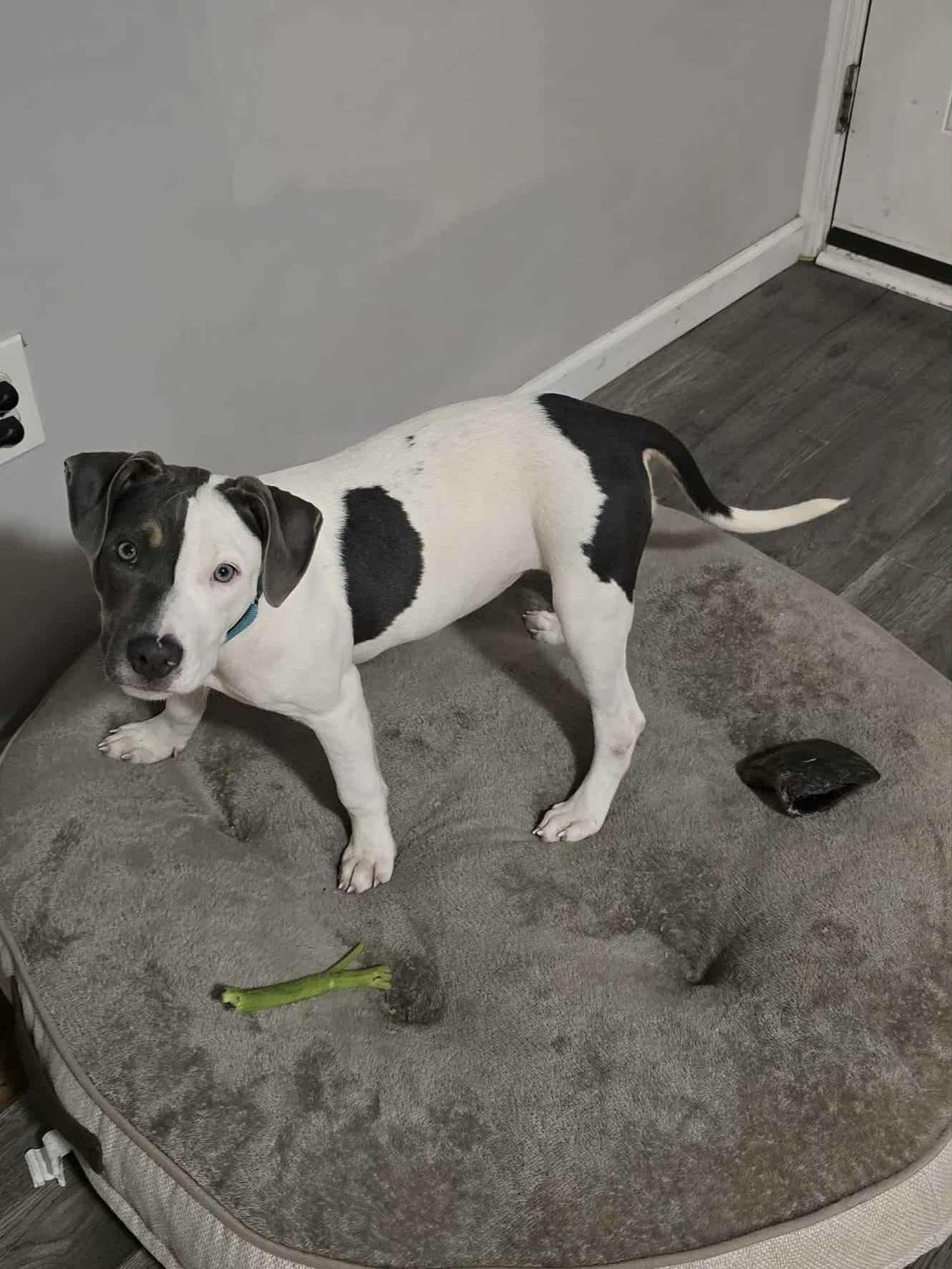 Fruity Pebbles, a Adoptable mixed breed in Levittown, NY image 1/3