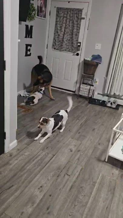 Enlarge Fruity Pebbles, a Adoptable mixed breed in Levittown, NY video 2/3