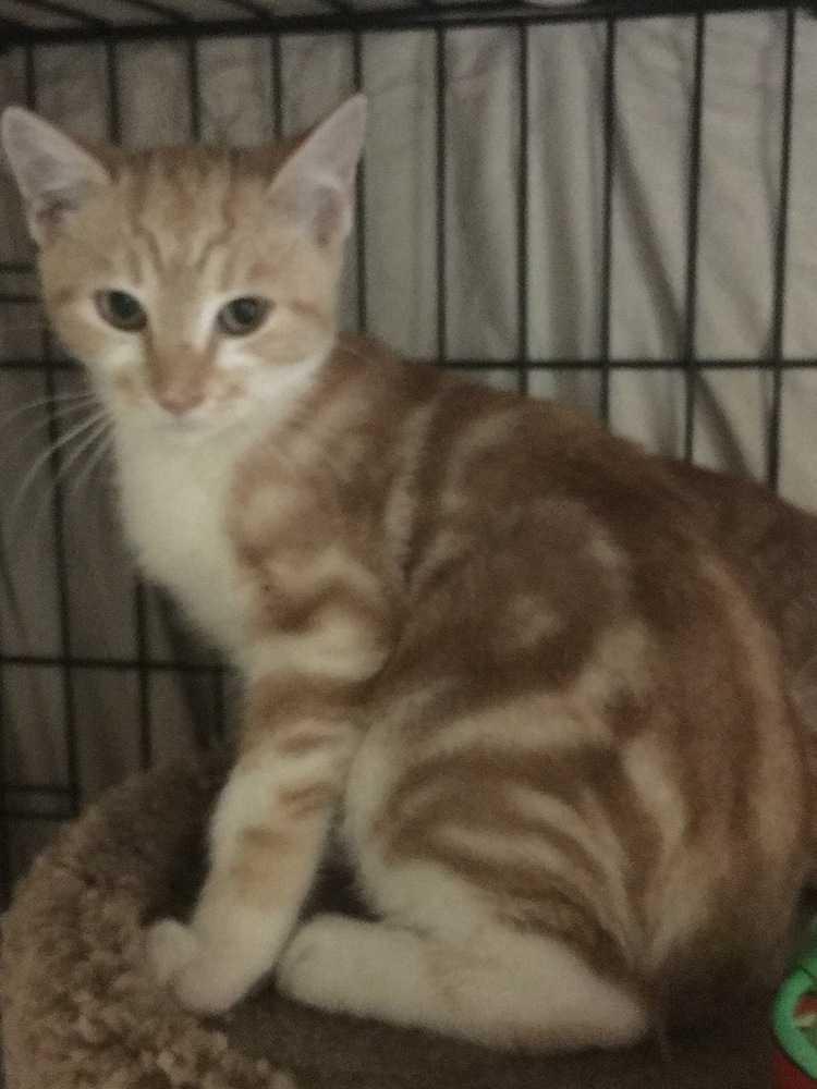 Ginger, Adopted, Kitten Female Domestic Short Hair.