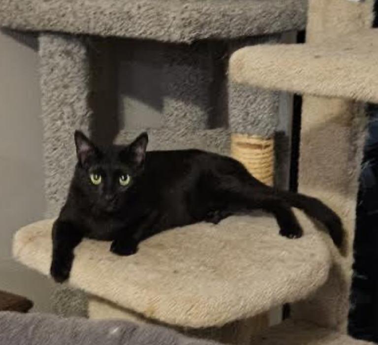 Enlarge Rubin, a ADOPTABLE Domestic Short Hair in Cincinnati, OH image 1/5