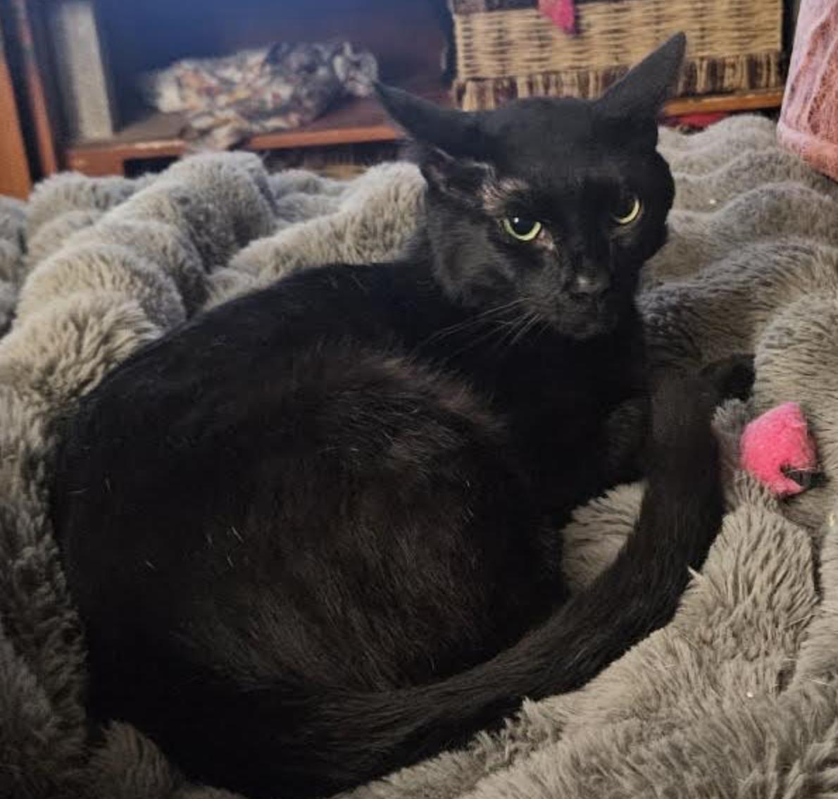 Enlarge Rubin, a ADOPTABLE Domestic Short Hair in Cincinnati, OH image 4/5