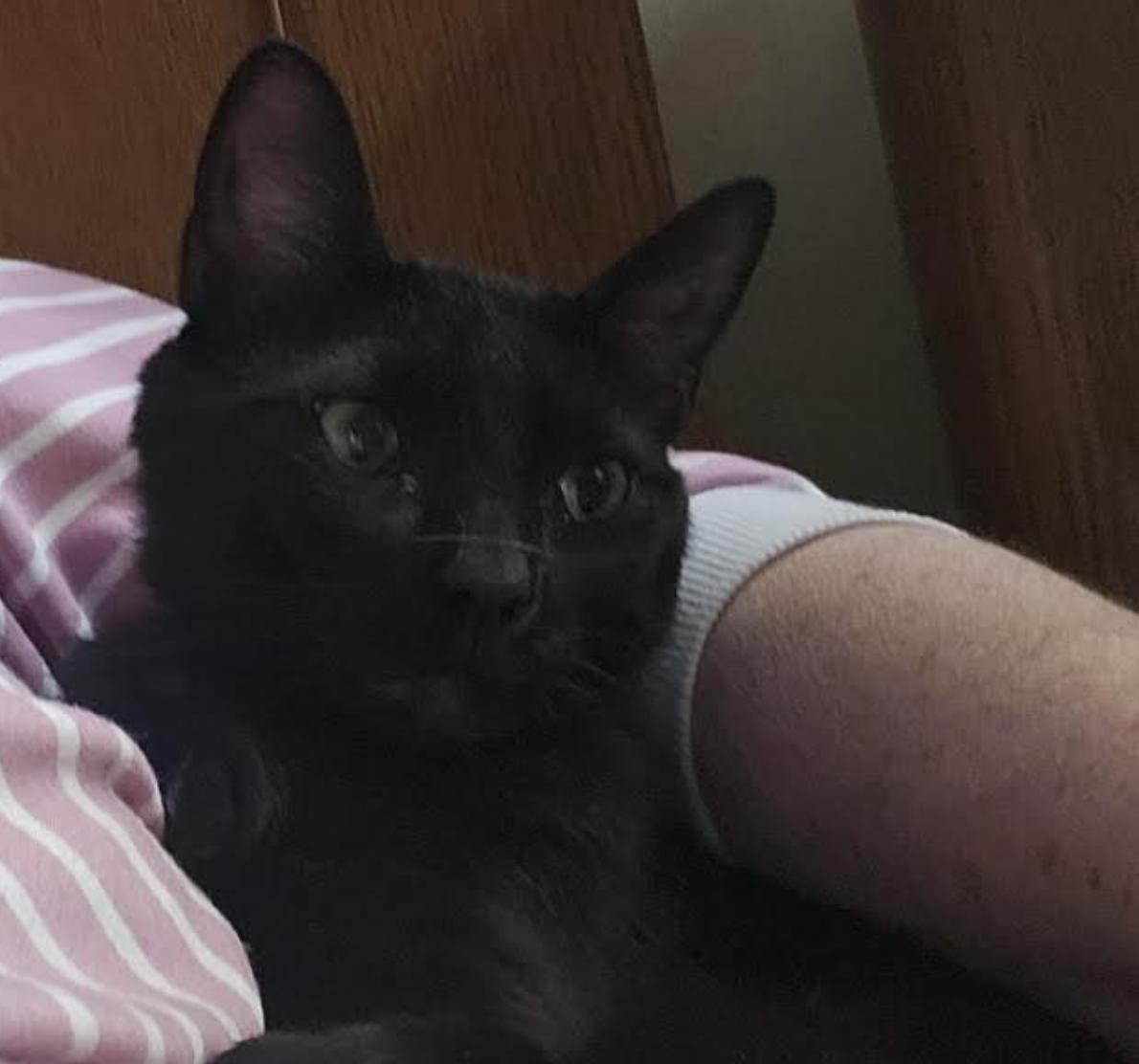 Enlarge Rubin, a ADOPTABLE Domestic Short Hair in Cincinnati, OH image 5/5